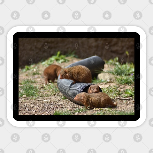 Mongoose Family Sticker by MarieDarcy